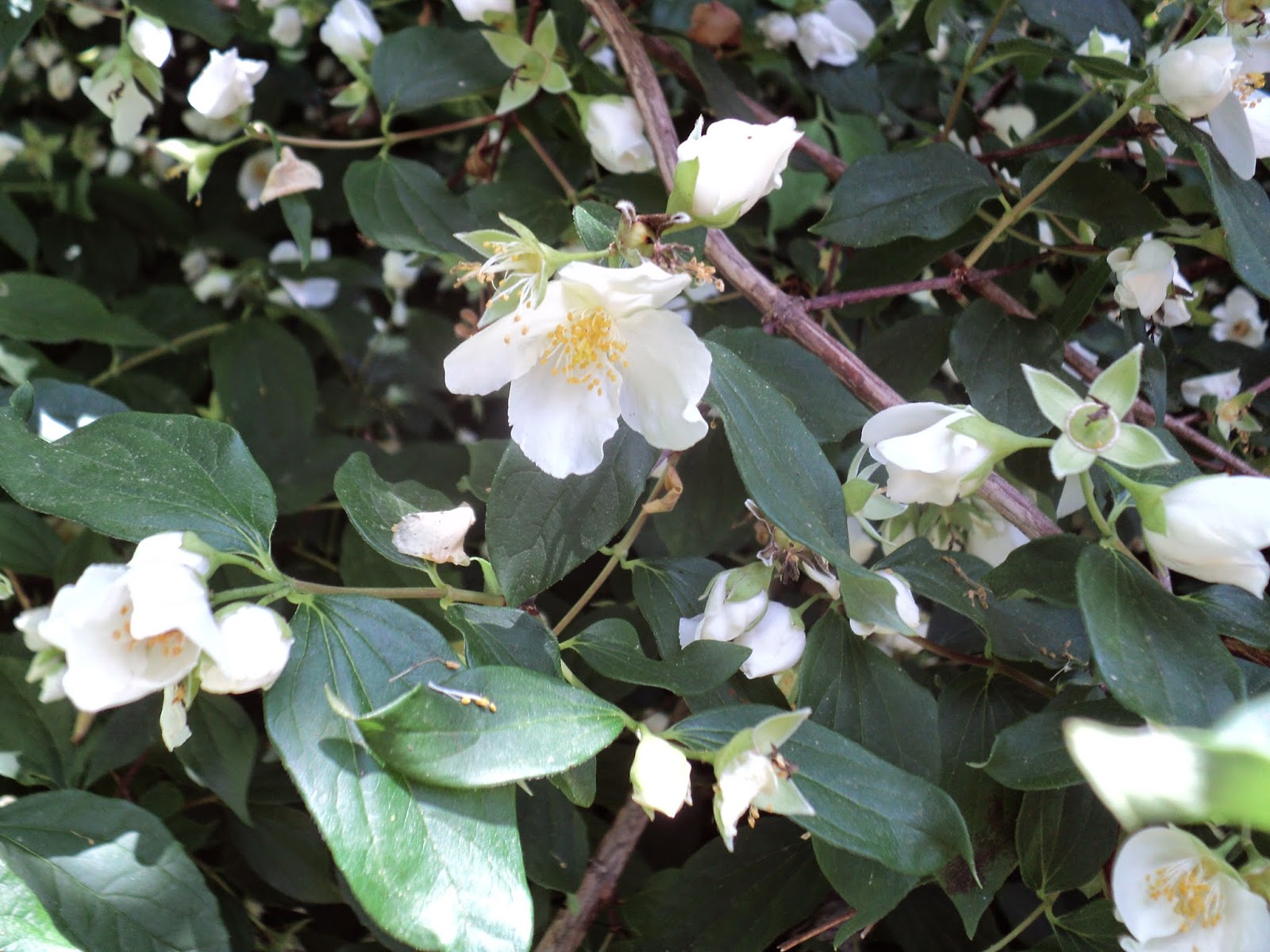 Чубушник Philadelphus дети